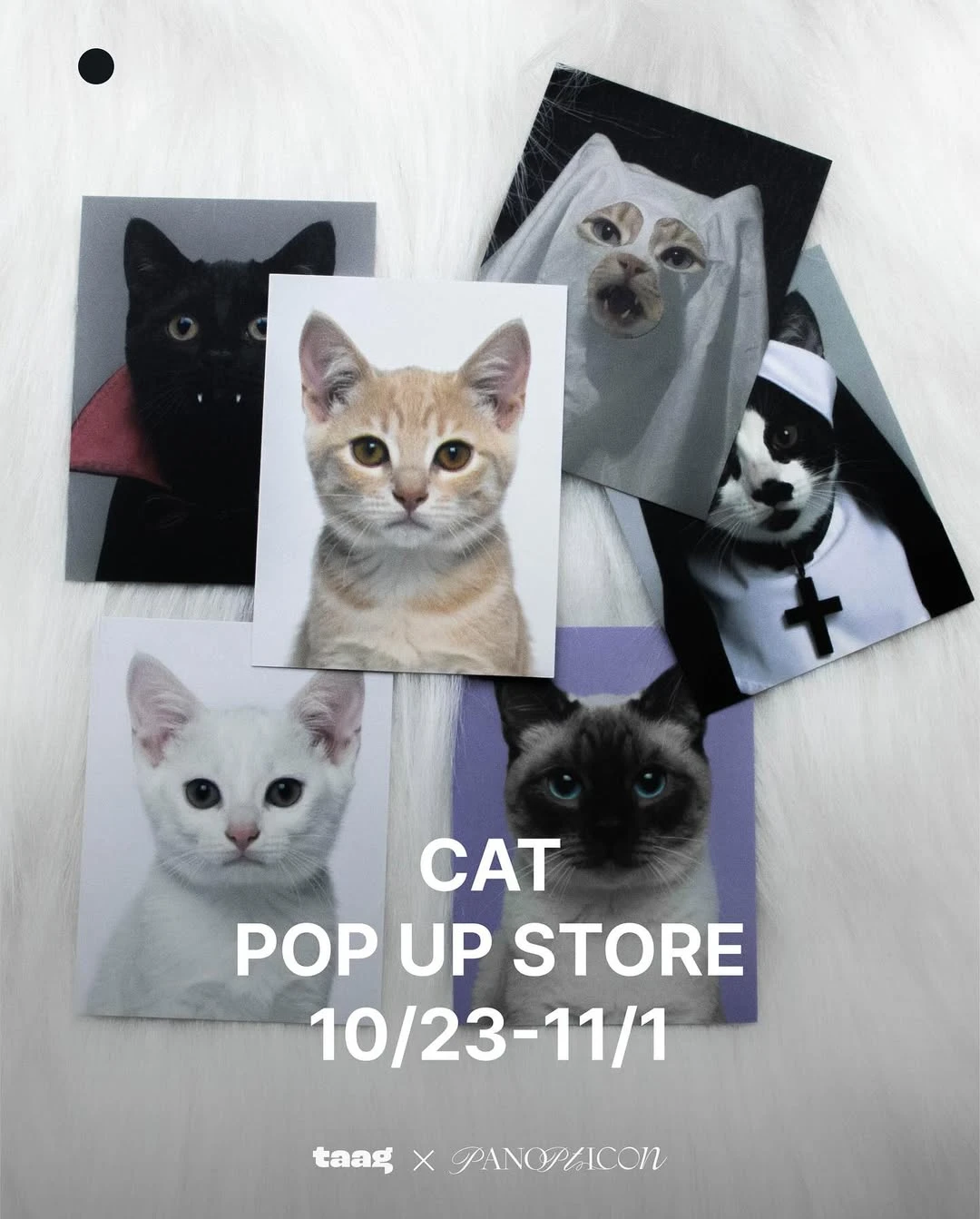 판옵티콘 고양이 팝업-대표-이미지